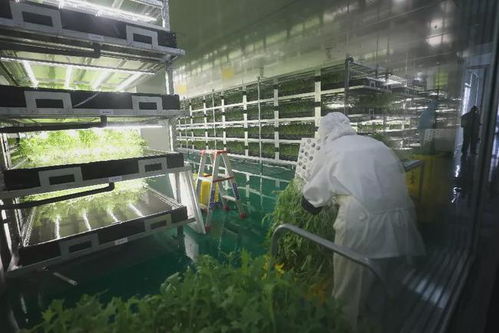 万绿湖旁的明星 河源高新区这家植物工厂用新技术种出 放心菜
